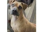 Adopt lucy liu a Tan/Yellow/Fawn Boxer / Mixed dog in Phoenix, AZ (40988715)