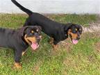 Adopt Z COURTESY LISTING: Miles a Rottweiler / Mixed dog in Miami, FL (39684654)