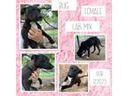 Adopt Bug a White American Pit Bull Terrier / Mixed dog in Caldwell