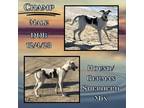 Adopt Crash a Foxhound / Mixed dog in Caldwell, TX (40650333)
