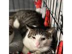 Adopt Braxton a Domestic Shorthair / Mixed (short coat) cat in Oak Hill