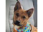 Adopt Roy Kent a Red/Golden/Orange/Chestnut Australian Cattle Dog / Chow Chow /