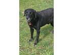 Adopt Buddy a Black Labrador Retriever / Mixed dog in Conesus, NY (41231630)