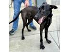 Adopt Silas a Black Great Dane / Mixed Breed (Medium) / Mixed (short coat) dog