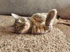 Adopt Shire a Domestic Shorthair / Mixed (short coat) cat in Fond du Lac