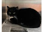 Adopt Miss Kitty a All Black Domestic Shorthair / Mixed Breed (Medium) / Mixed