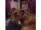 Adopt Brownie a Brown/Chocolate Dachshund / Mixed Breed (Small) / Mixed dog in