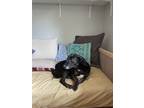 Adopt Pepper a Black - with Tan, Yellow or Fawn Catahoula Leopard Dog / Mutt /
