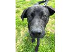 Adopt Chet a Black Labrador Retriever / Mixed Breed (Medium) / Mixed (short