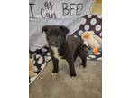Adopt Sawyer a Black Border Collie / Mixed Breed (Medium) / Mixed (short coat)
