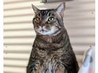 Adopt Roxy a Brown Tabby Domestic Mediumhair / Mixed Breed (Medium) / Mixed