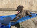Adopt Enzo a Brindle Bull Terrier / Staffordshire Bull Terrier / Mixed dog in