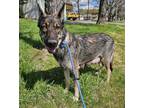 Adopt Mila a Black - with Tan, Yellow or Fawn German Shepherd Dog / Mixed dog in