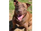 Adopt Whiskey a Labrador Retriever / Mixed dog in Duncan, OK (40298719)
