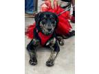 Adopt Trinity a Corgi / Mixed Breed (Medium) / Mixed dog in Duncan