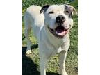Adopt Buck a White American Pit Bull Terrier / Mixed Breed (Medium) / Mixed