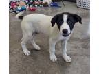 Adopt Jagger a Black Border Collie / Mixed Breed (Medium) / Mixed (short coat)