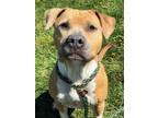 Adopt Scrappy a Tan/Yellow/Fawn American Pit Bull Terrier / Mixed Breed (Medium)