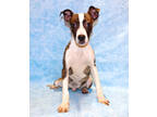 Adopt Spider K97 3/11/24 a Brown/Chocolate American Pit Bull Terrier / Mixed
