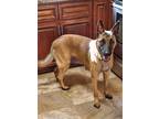 Adopt Nyla a Brown/Chocolate - with Black Belgian Malinois / Mixed dog in