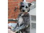 Adopt Sussy a Gray/Blue/Silver/Salt & Pepper Schnauzer (Miniature) / Mixed dog