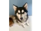 Adopt Lady Tiffany 58038 a Black - with White Husky / Mixed dog in Pampa