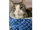 Adopt Sandy-Jo a Tiger Striped Domestic Shorthair (short coat) cat in Lyons