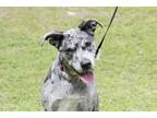Adopt Blossom a Merle Catahoula Leopard Dog / Mixed dog in Slidell