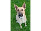 Adopt Shay a Tan/Yellow/Fawn - with White German Shepherd Dog / Mixed dog in