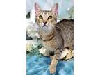 Adopt Soose Ramirez a Brown Tabby Domestic Shorthair (short coat) cat in Ocean