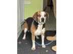 Adopt Derek a Black Beagle / Mixed Breed (Medium) / Mixed (short coat) dog in