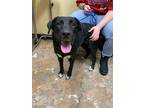 Adopt Midnight a Black German Shepherd Dog / Husky / Mixed (short coat) dog in