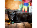 Adopt Dorothy a Black Mixed Breed (Small) / Mixed Breed (Small) / Mixed (short
