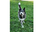 Adopt Koda Bear a Black - with Gray or Silver Alaskan Malamute / German Shepherd