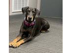 Adopt Coco a Gray/Blue/Silver/Salt & Pepper Doberman Pinscher / Mixed dog in
