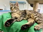 Adopt Oscar a Brown Tabby Domestic Shorthair (short coat) cat in Ashland