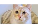 Adopt Ollie M (Marshall) a Siamese / Mixed (short coat) cat in Anoka