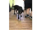 Adopt Cheeto a Black Hound (Unknown Type) / Labrador Retriever / Mixed (short