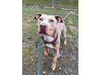 Adopt Zeus a Tan/Yellow/Fawn American Pit Bull Terrier / Mixed Breed (Medium) /