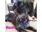 Adopt Hazel a Black Silky Terrier / Poodle (Miniature) dog in Council Bluffs
