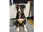 Adopt Tiny a Black American Pit Bull Terrier / Husky / Mixed (short coat) dog in