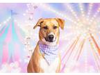 Adopt Mimosa a Tan/Yellow/Fawn - with White German Shepherd Dog / Great Pyrenees