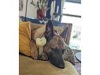 Adopt Niko a Brown/Chocolate - with Black Belgian Malinois / Mixed dog in Lees