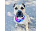 Adopt Robin a Brown/Chocolate - with Black American Staffordshire Terrier / Shar