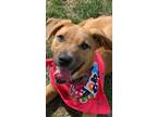 Adopt Barbie a Red/Golden/Orange/Chestnut German Shepherd Dog / Mixed dog in