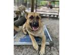 Adopt Kush a German Shepherd Dog / Mixed dog in WAYNESVILLE, GA (41219294)