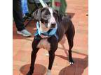 Adopt Randy a Black - with White Mountain Cur / Mixed dog in Big Canoe