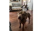 Adopt Oliver a Brown/Chocolate Pit Bull Terrier / Labrador Retriever / Mixed dog