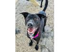 Adopt Lurch a Black Labrador Retriever / Mixed Breed (Medium) / Mixed (short