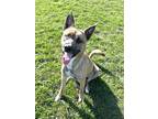 Adopt Hermit a Brindle Dutch Shepherd / Mixed Breed (Medium) / Mixed (short